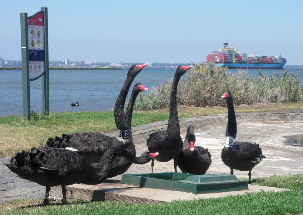 Free Image of Urban Swans  