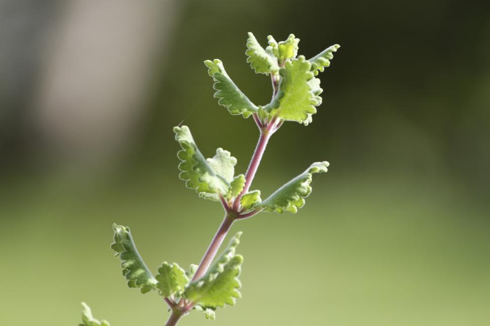 Free Image of Green leaves up close 