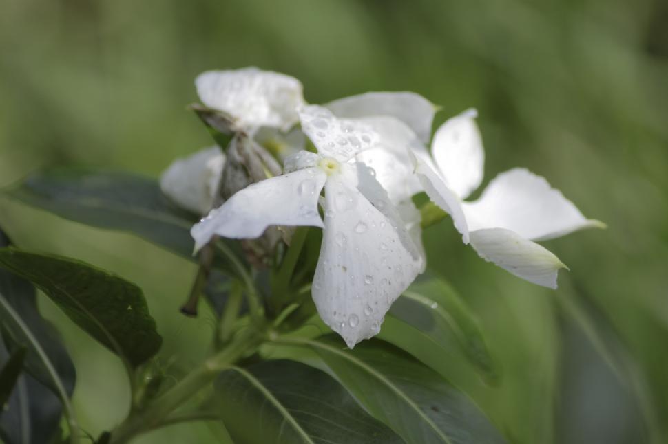 Free Image of Plumeria 