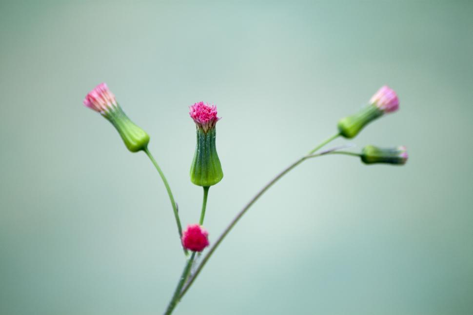 Free Image of Gerber branch 
