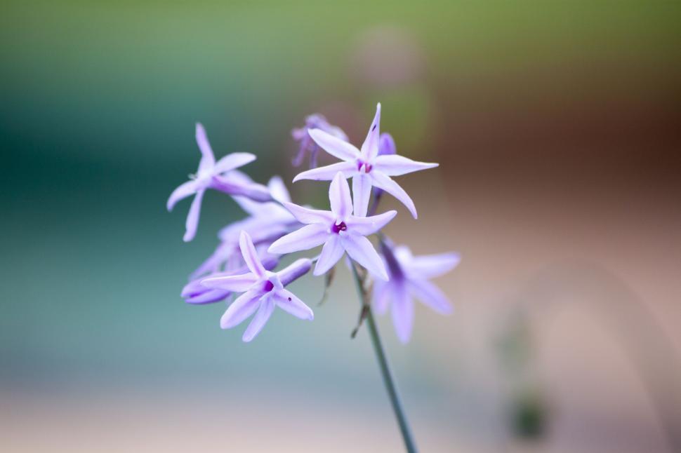 Free Image of Pistils flowers 