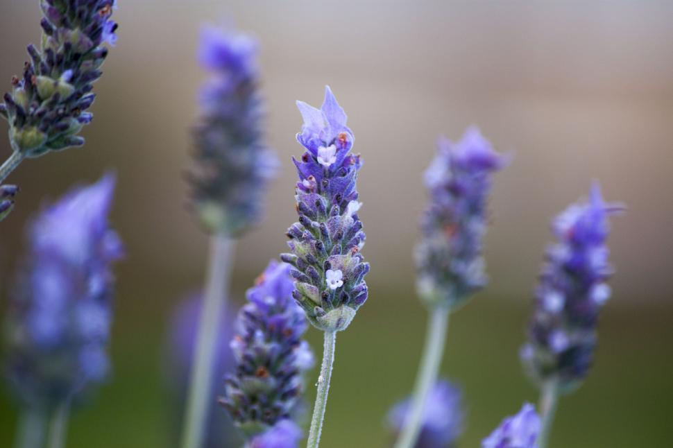 Free Image of Lavender 