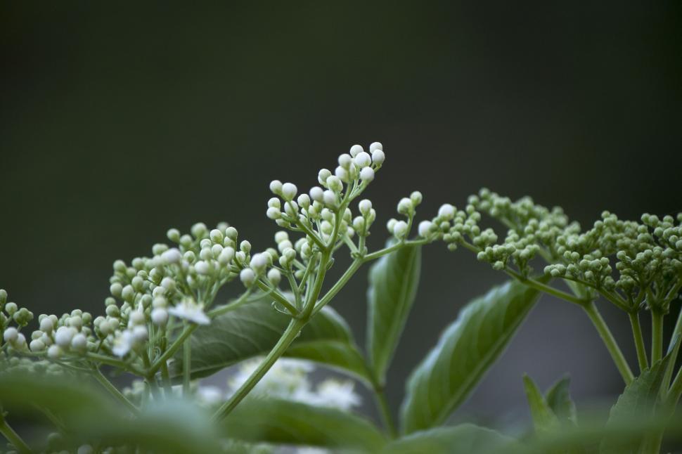 Free Image of Plant closeup 