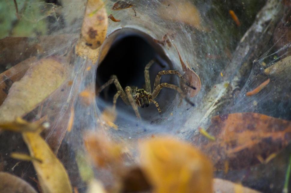 Free Image of Hole spider 