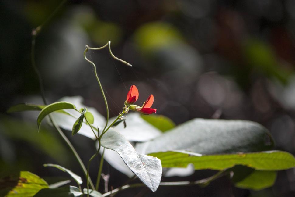 Free Image of Red flowered plant  