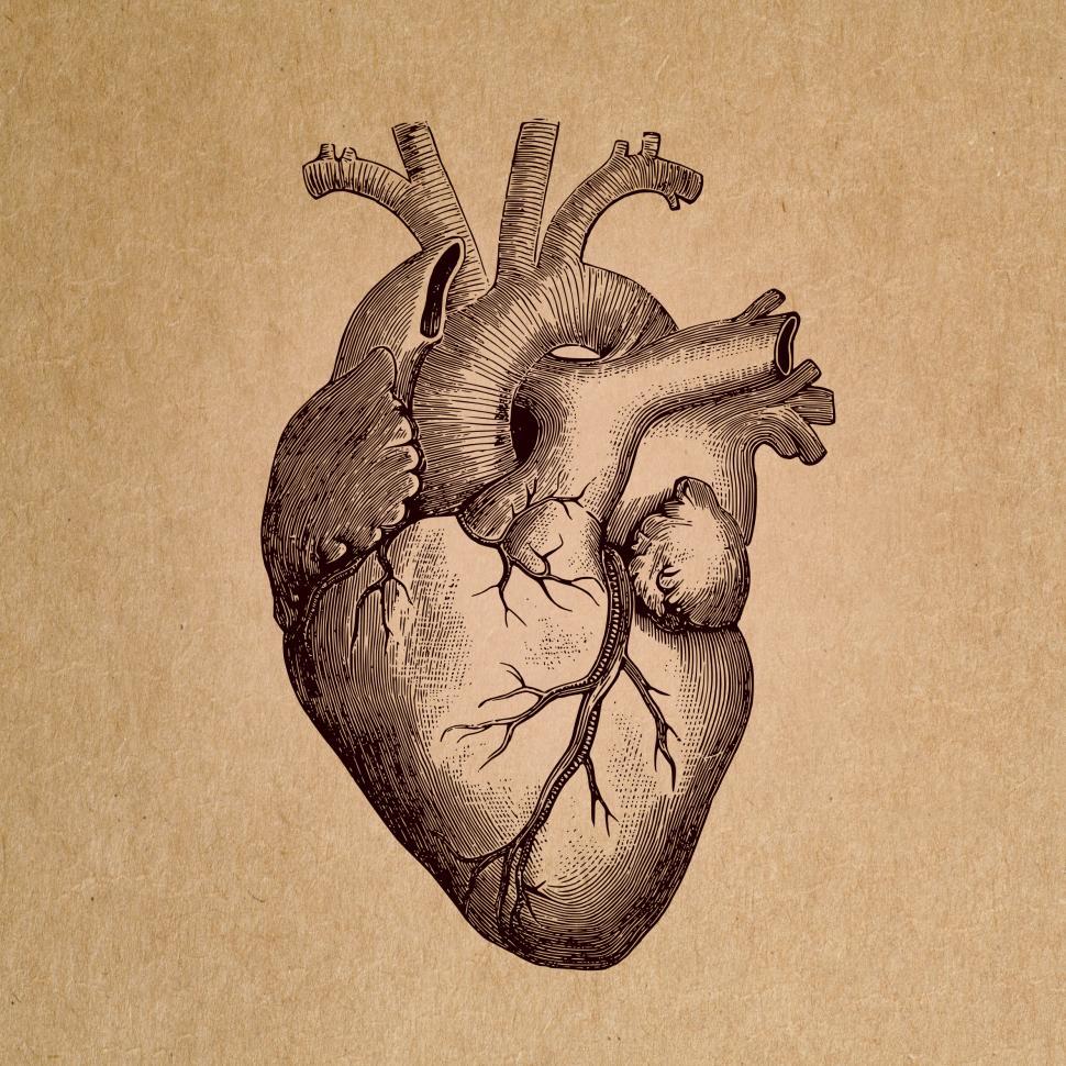 Free Image of Human Heart - Anatomical Rendering 