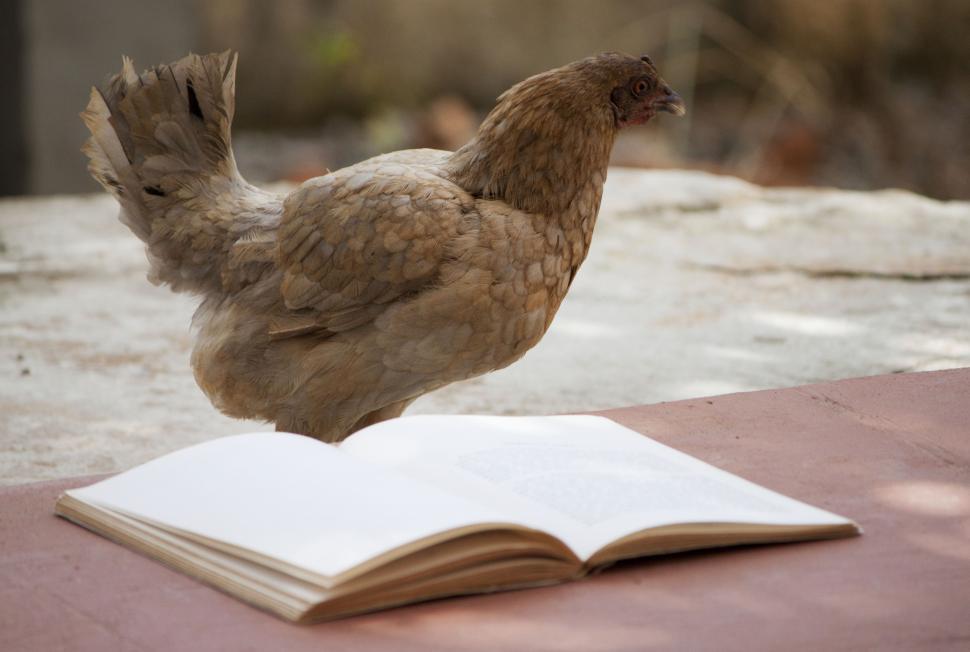 Free Image of Chicken reading a book 