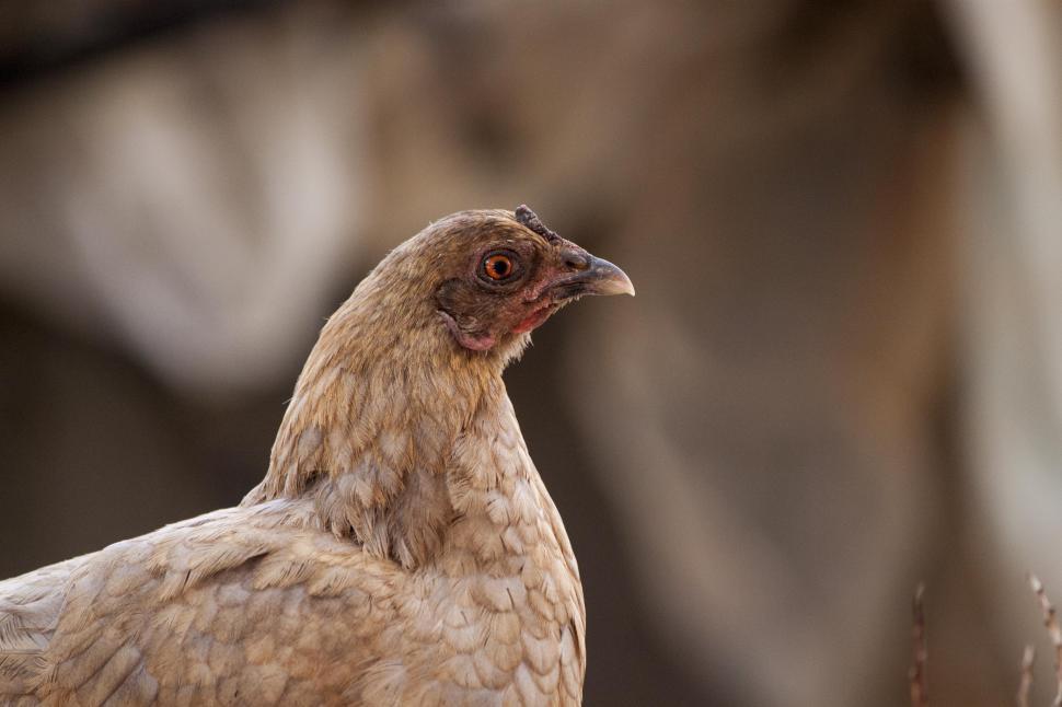 Free Image of A suspicious looking chicken 