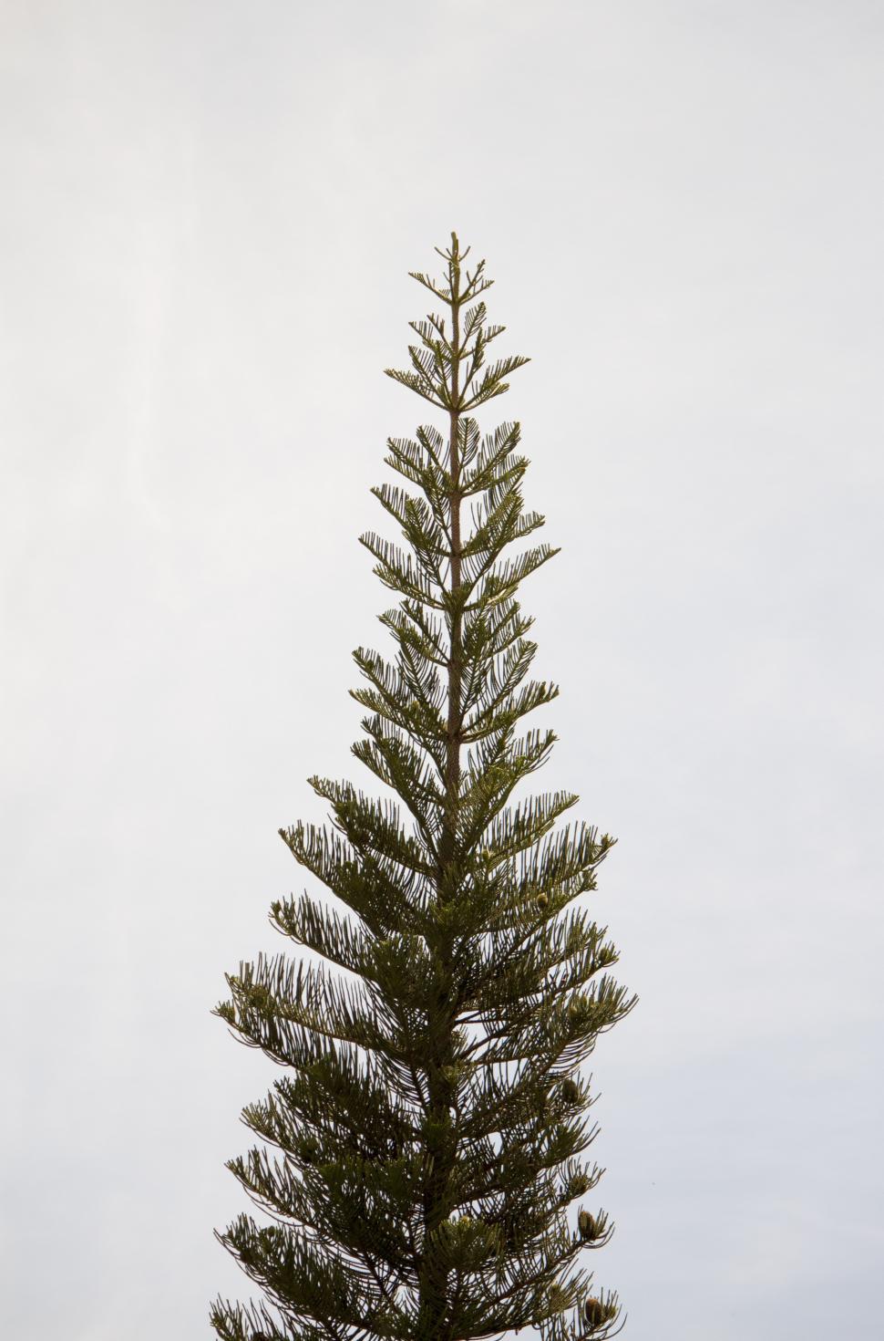 Free Image of Tree piercing the sky 