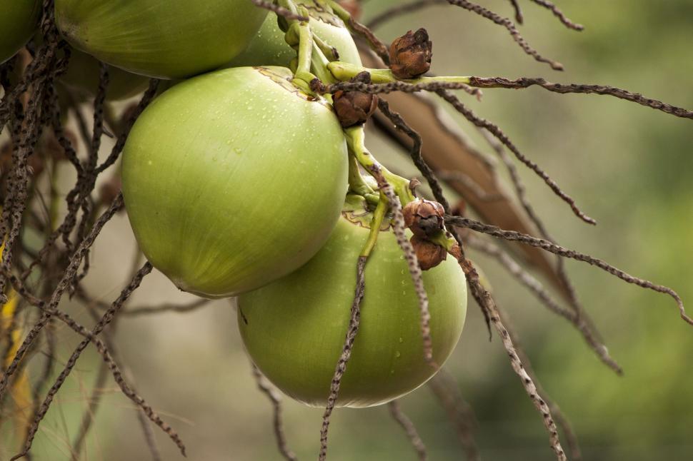 Free Image of Coconut bunch 
