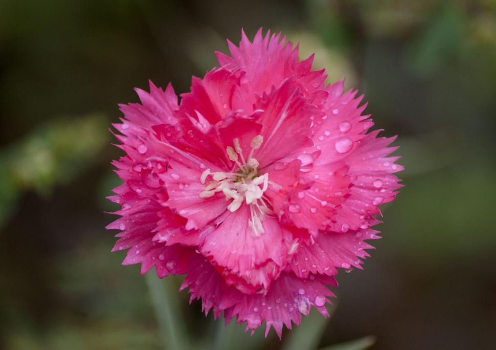 Free Image of Wet flower petals 