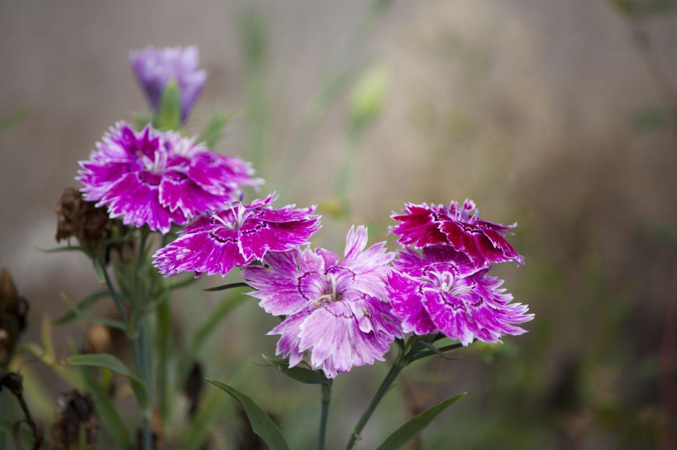 Free Image of Flowers with green and grit background 