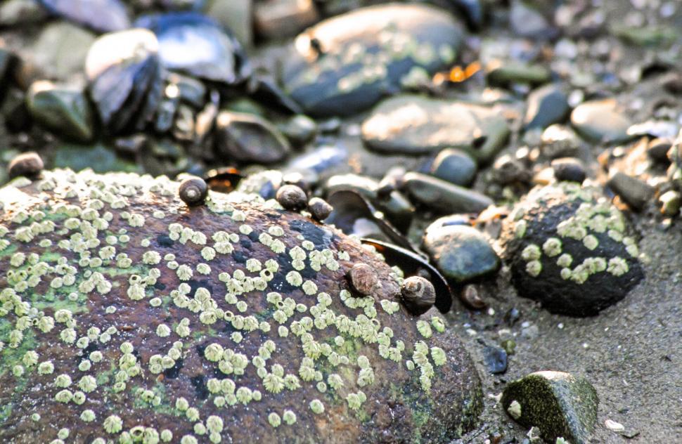 Free Image of Barnacles 