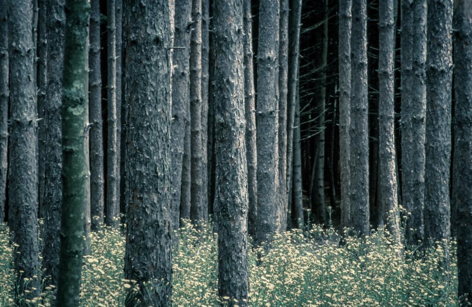 Free Image of Tree Trunks and Buttercup Flowers in Forest 