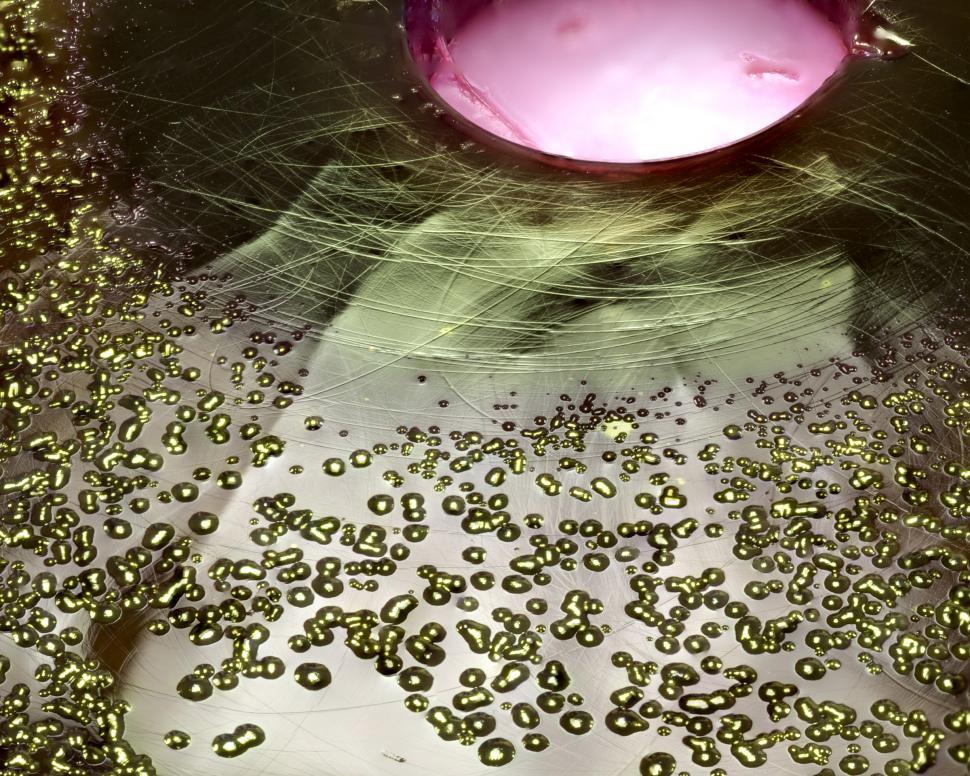 Free Image of E. coli bacteria 