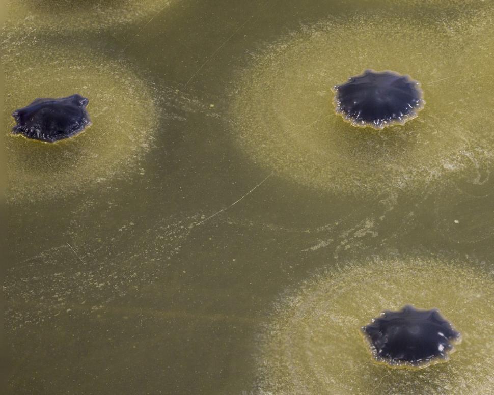 Free Image of Bacteria growing on agar 