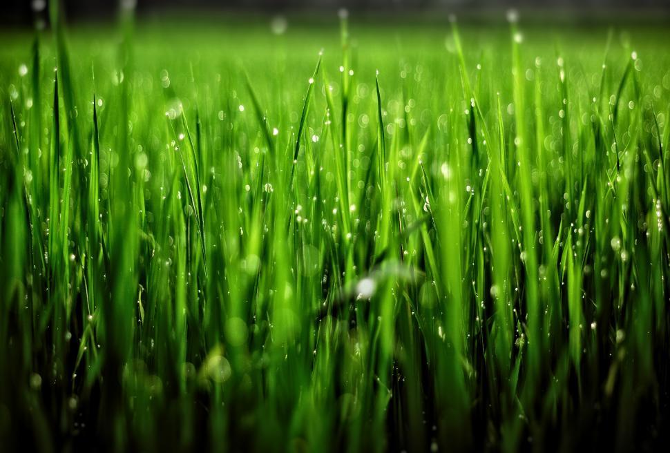 Free Image of Grass with Droplets - Shallow Focus 