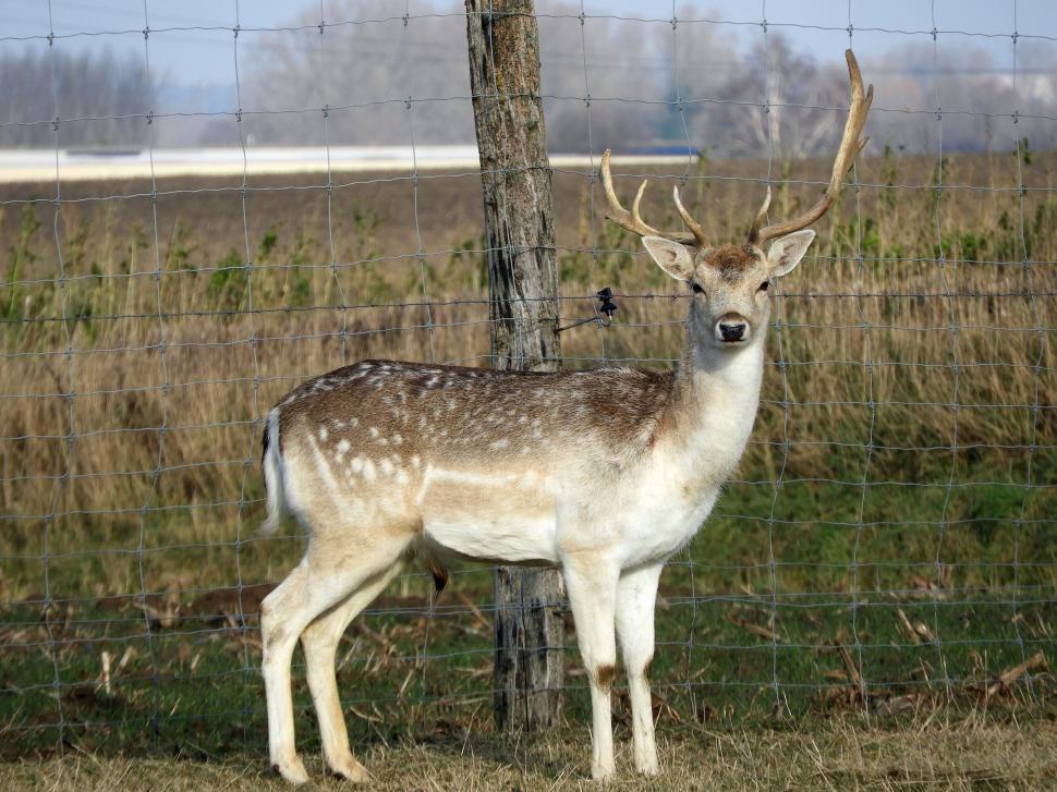 Free Image of A male deer with antlers  