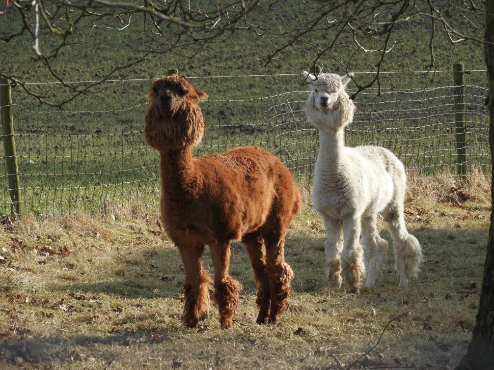 Free Image of Brown and white alpaca  