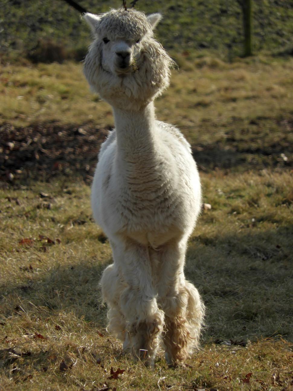 Free Image of White alpaca  