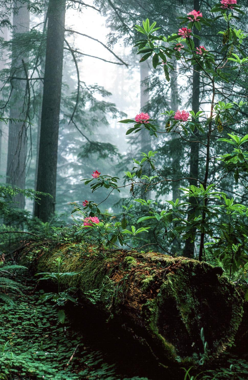 Free Image of Rhododendron flowers blooming at Redwood Grove 