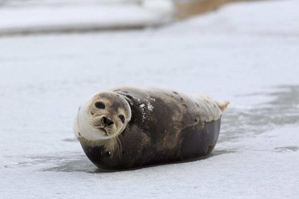 Free Image of Lovable Harp Seal 