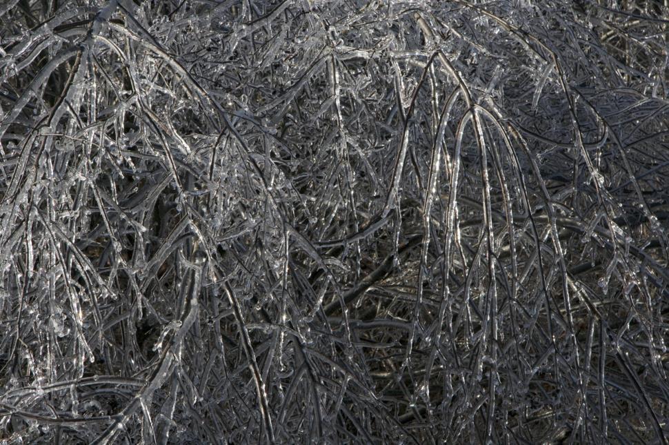 Free Image of Icy Trees 