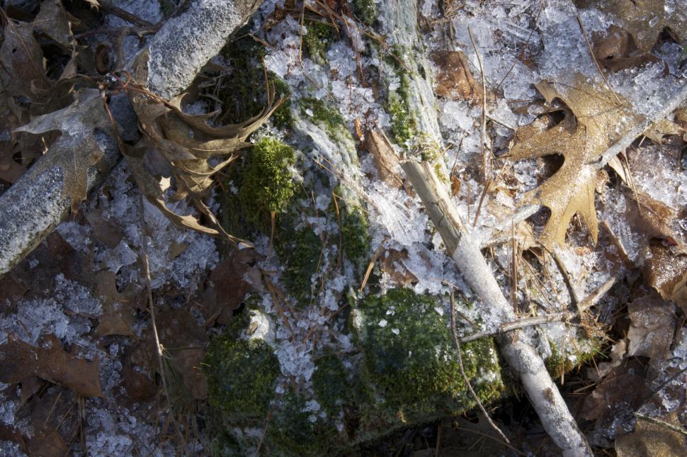 Free Image of Moss in the woods 