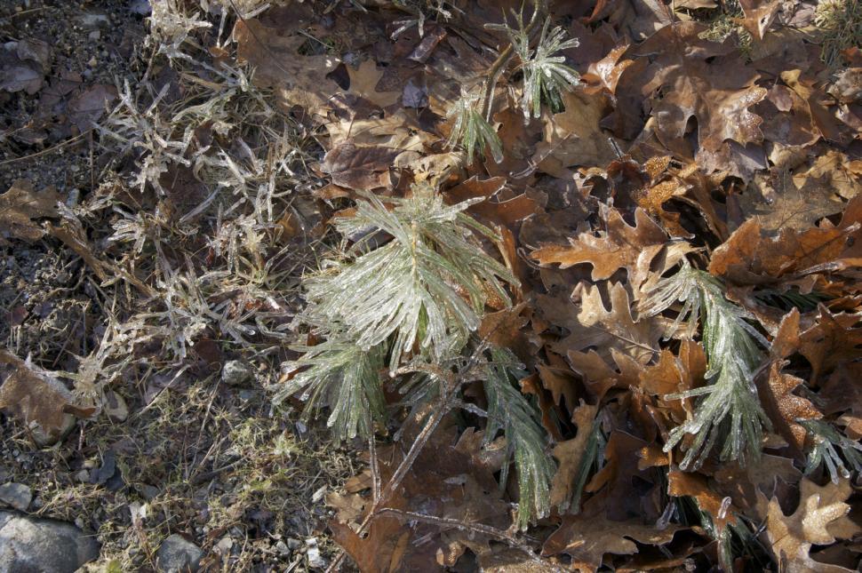 Free Image of A sapling is covered in ice 