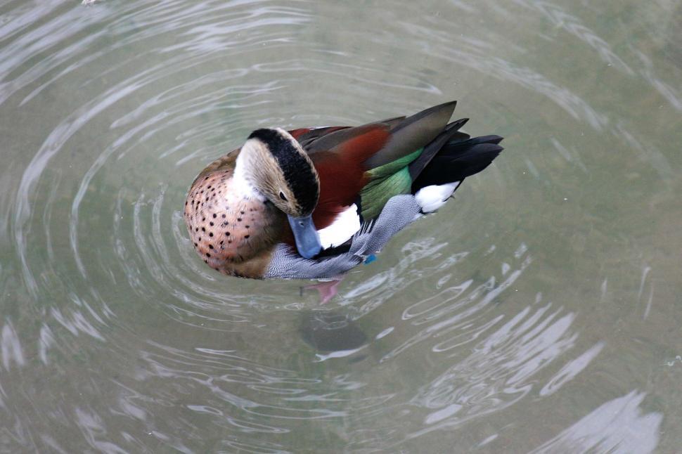 Free Image of Duck Floating on Body of Water 