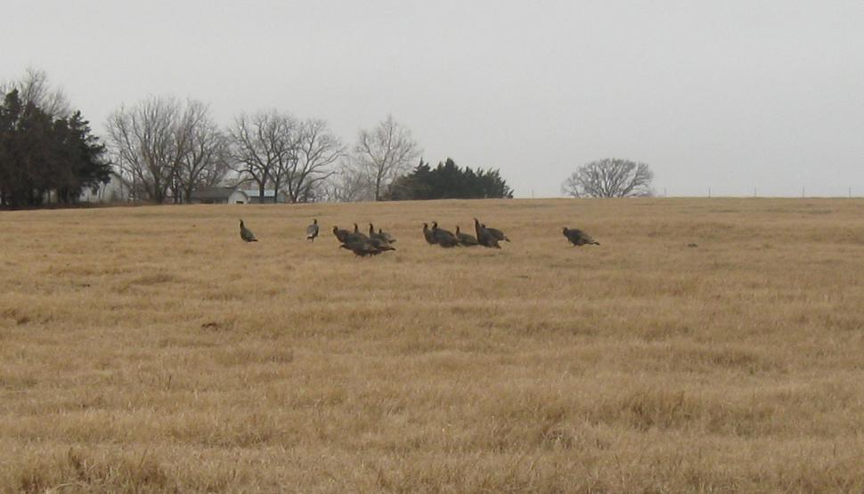Free Image of Wild Turkey 