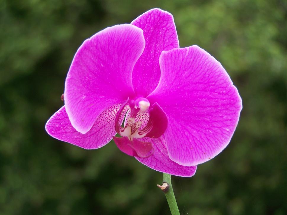 Free Image of Orchid 