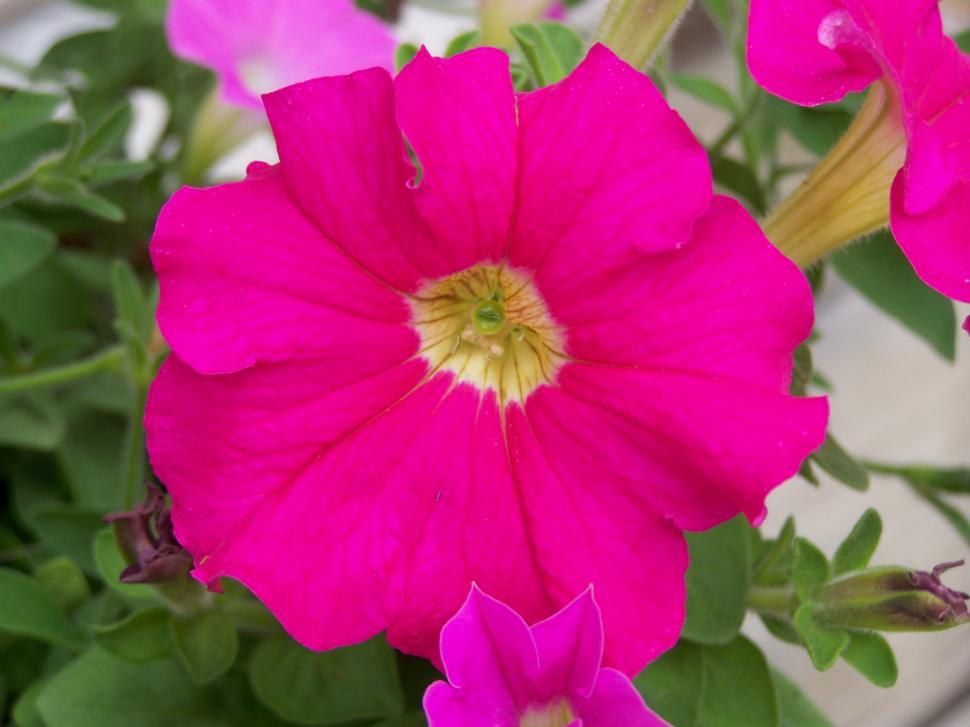 Free Image of Petunia 
