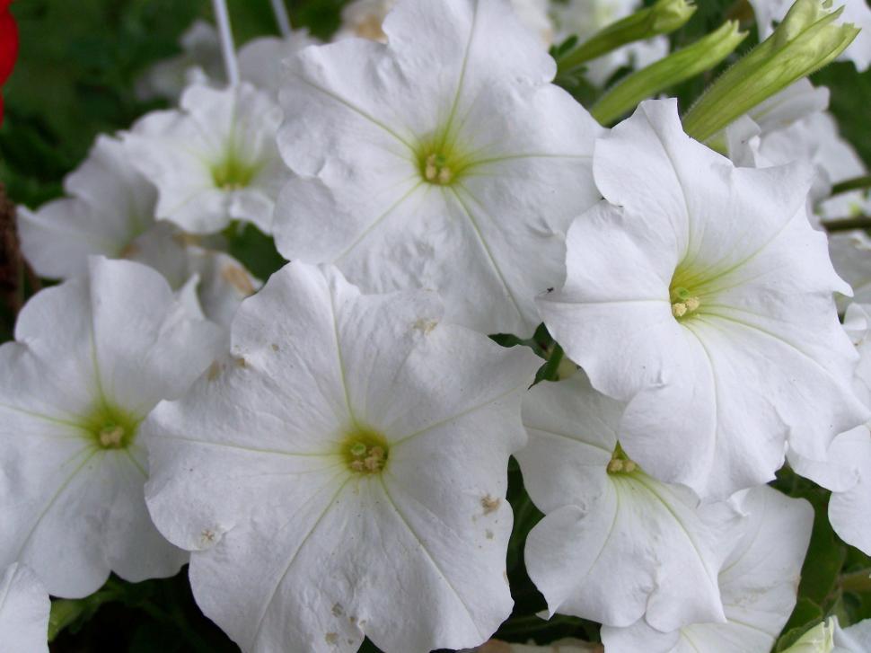 Free Image of Flower 