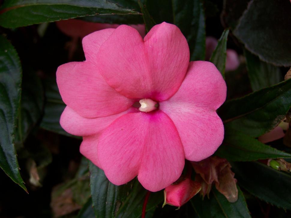 Free Image of Flower 
