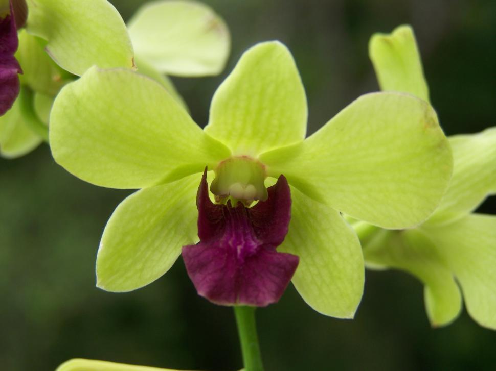 Free Image of Flower 