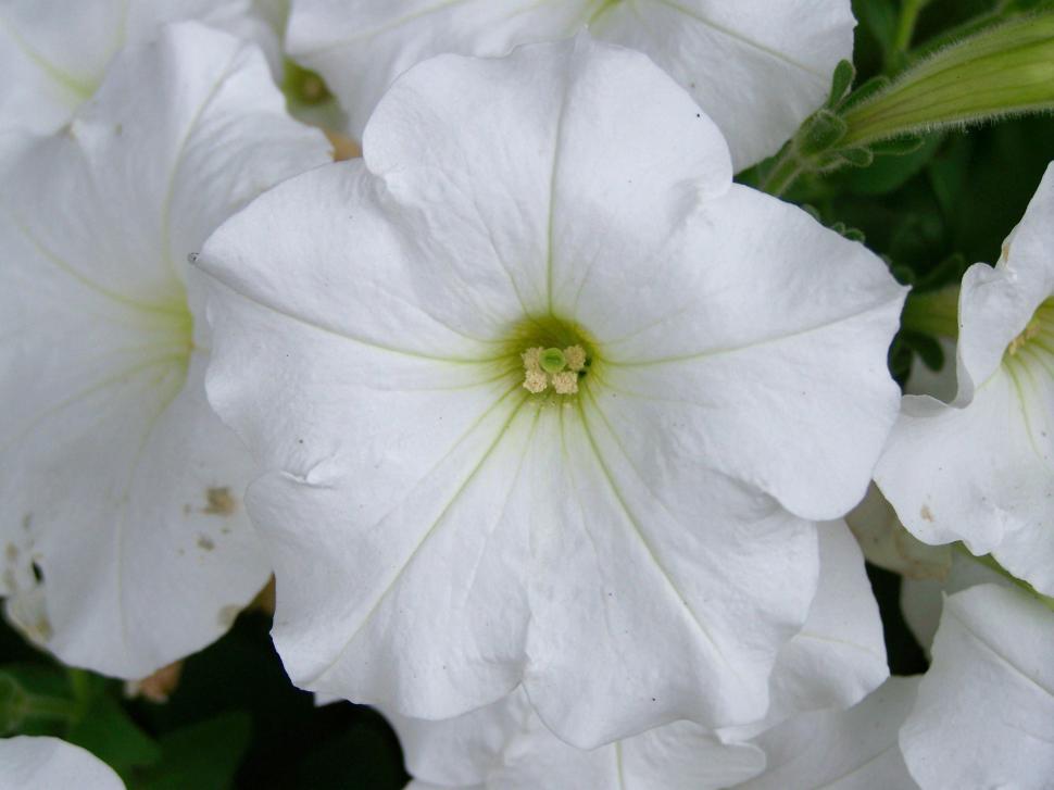 Free Image of Flower 