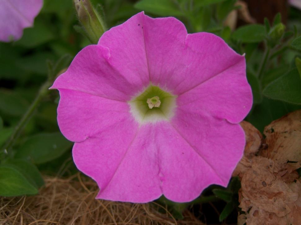 Free Image of Flower 