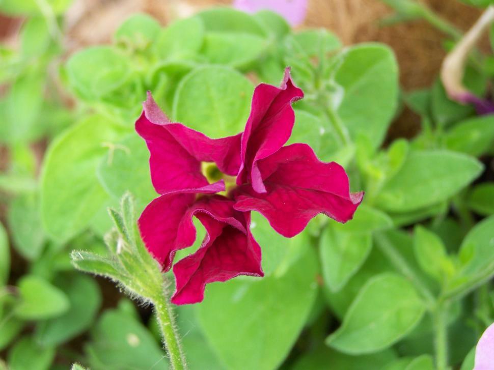 Free Image of Flower 