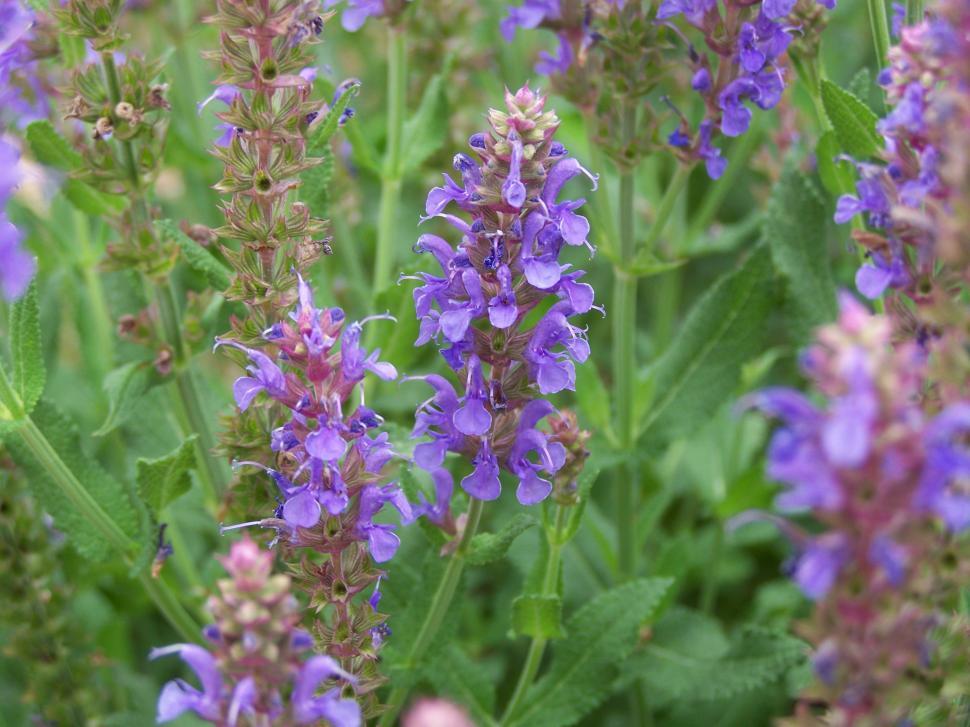 Free Image of Flower 