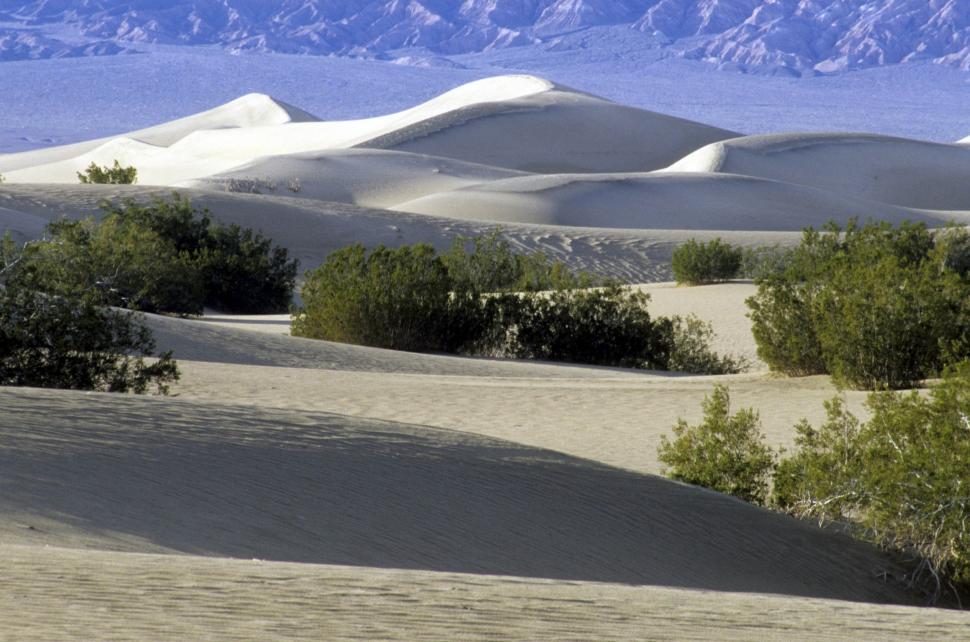 Free Image of Group of Trees Standing in the Middle of a Desert 