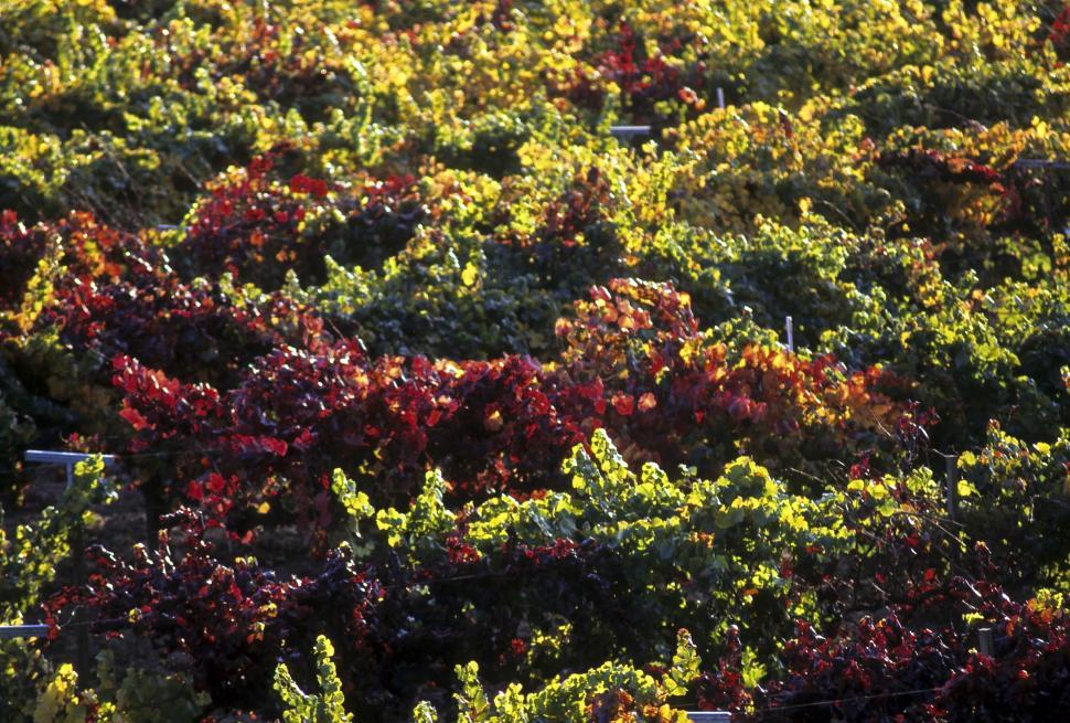 Free Image of Grape Vine - Background 