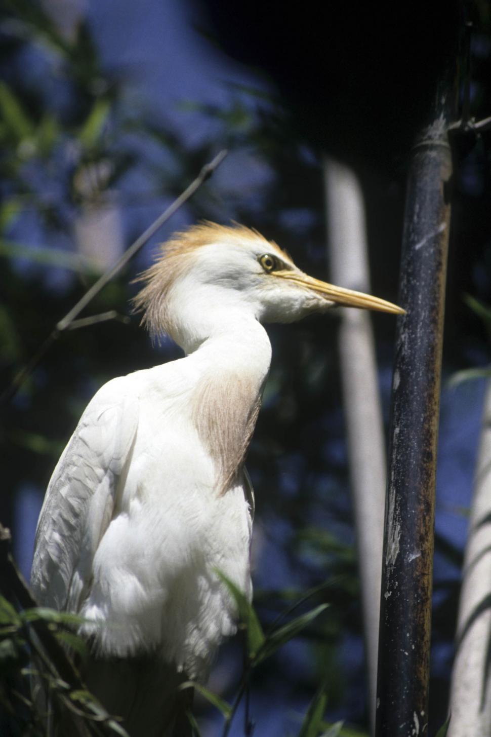 Free Image of White Egret sits 