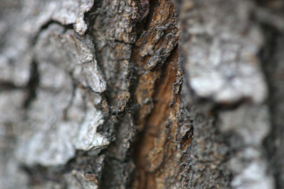 Free Image of Tree bark 