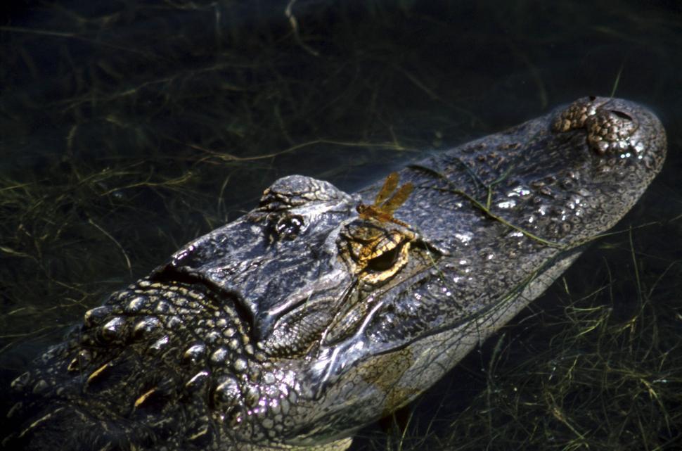 Free Image of Red dragonfly and Alligator 