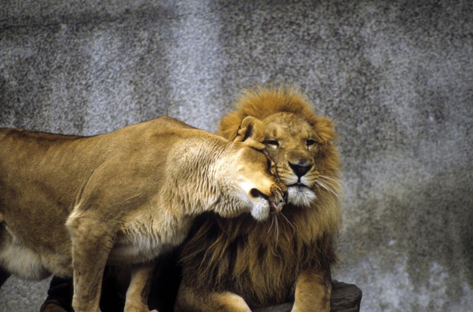 Free Image of Couple of Lion - Showing Affection 