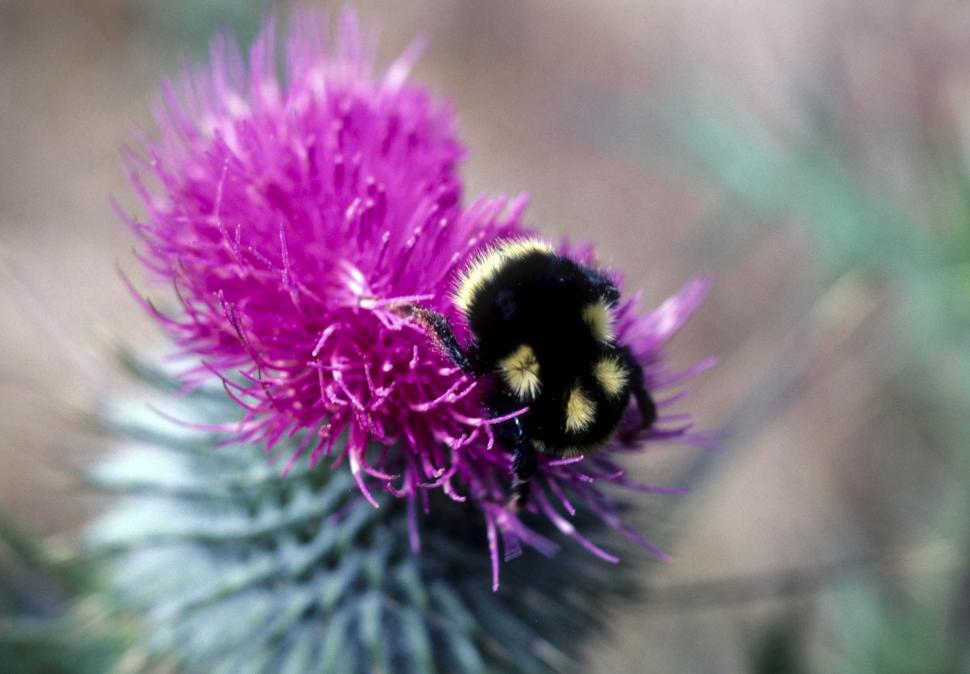 Free Image of Bum Sitting on Purple Flower 