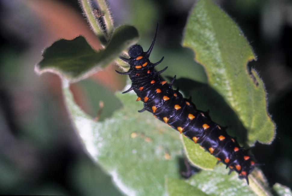 Free Image of Black caterpillar with orange spots 