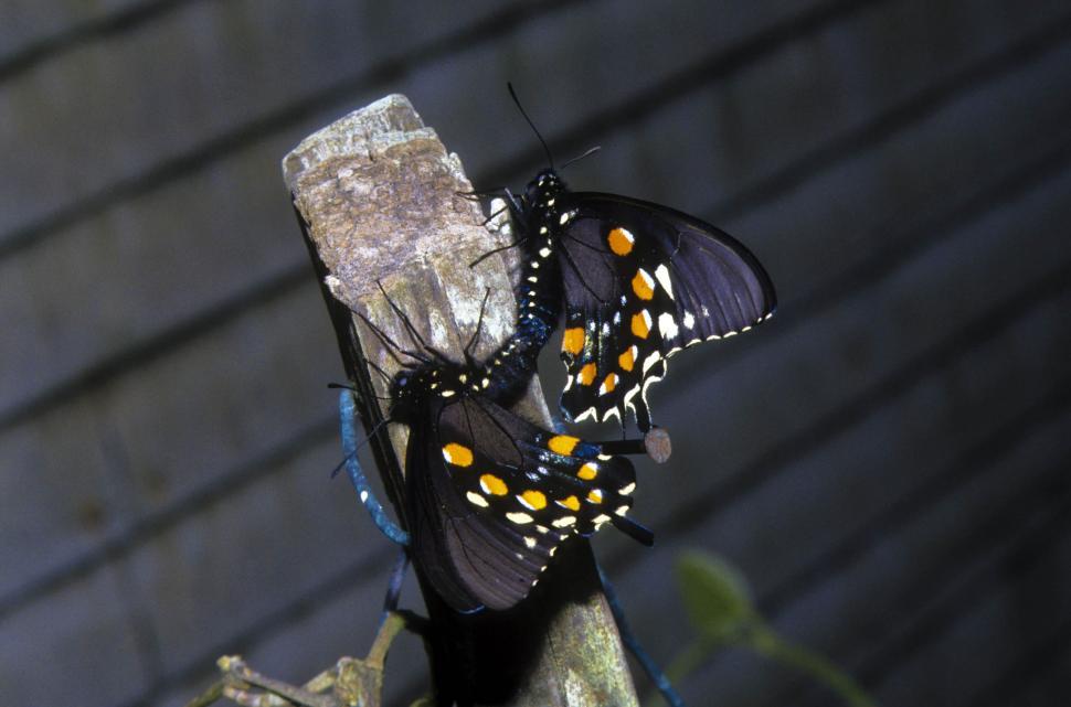 Free Image of Two Butterflies  