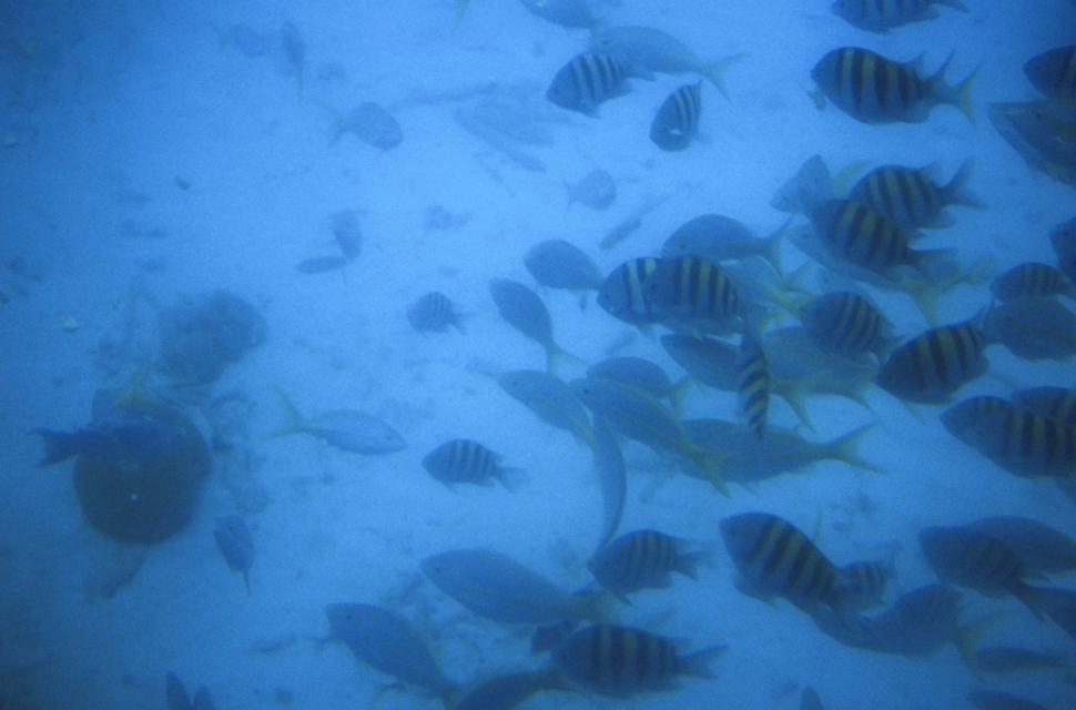 Free Image of School of fish 